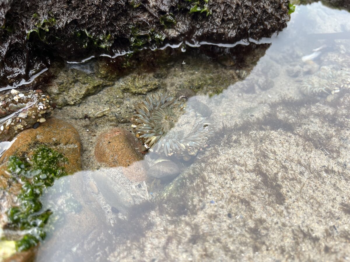 View into tidepool with sea anemone at Trancas Malibu's Broad Beach