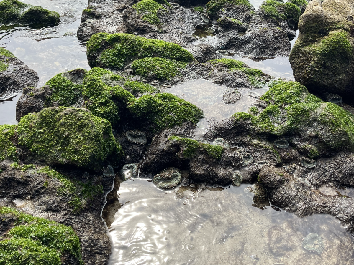 Braod beach tidepool with anemones and sea moss.