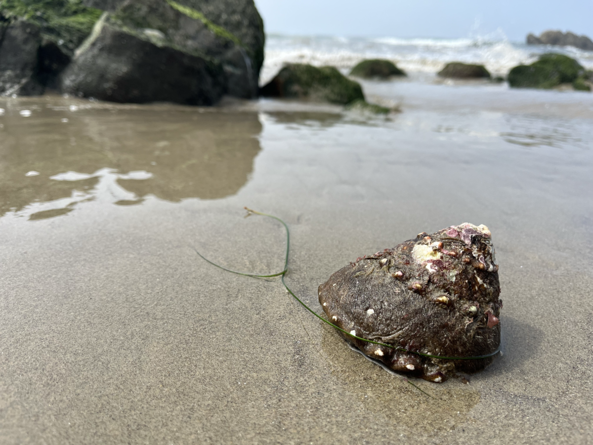 Hermit shell in foreground with a wet beach and rocks from tidepools at Broad Beach Malibu