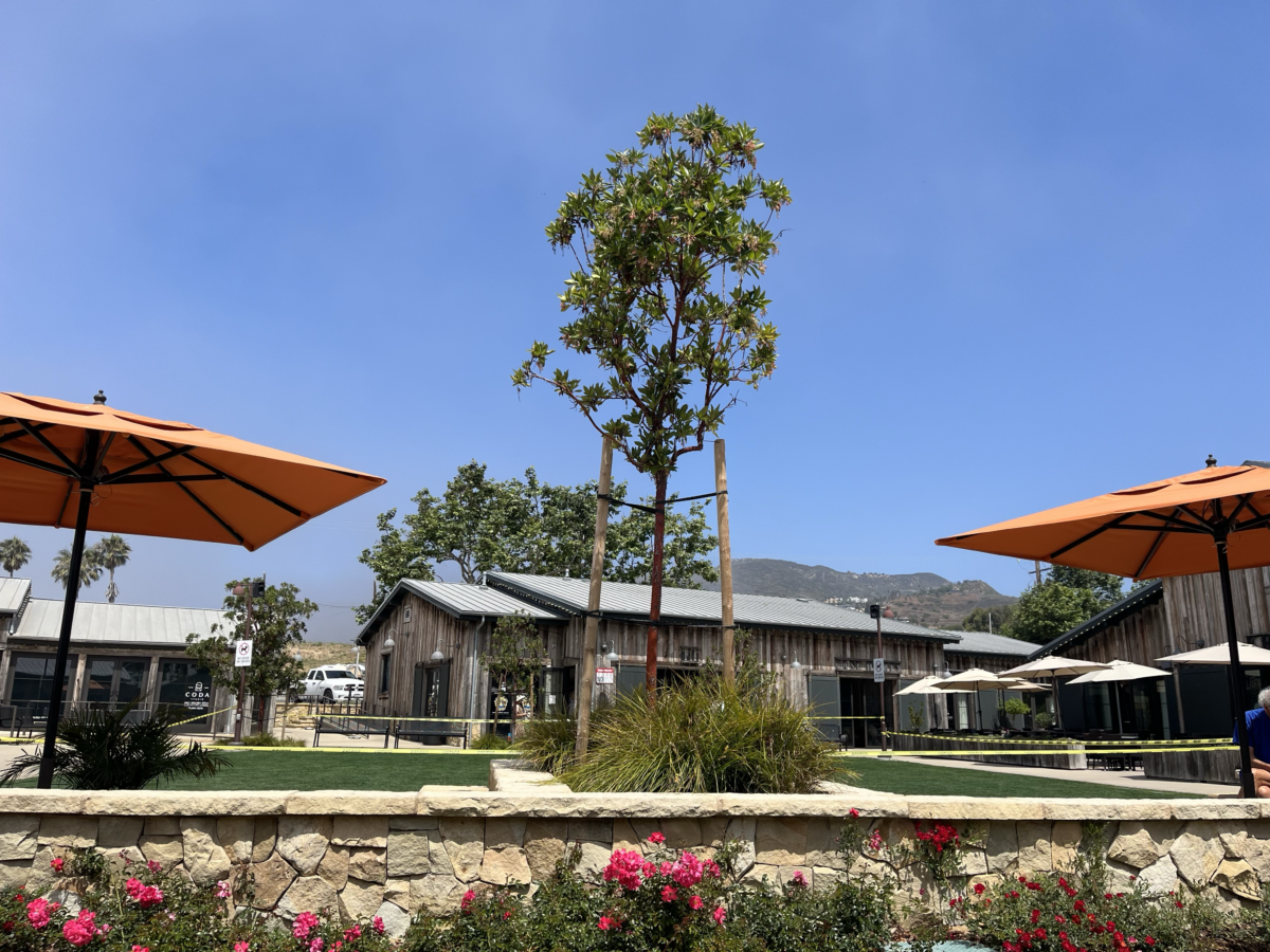 View of public lawn and a building in the background at Trancas Country Market