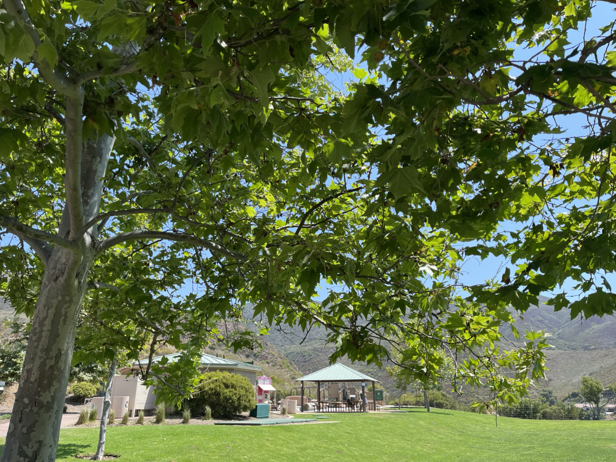 Trancas Canyon Playground view of picnic area through branches of a tree.