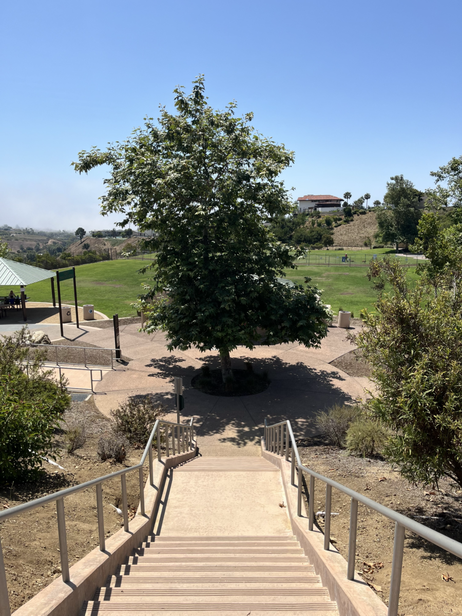 View of stairs entering into Trancas Canyong Park with central tree and picnic area to the lower left.