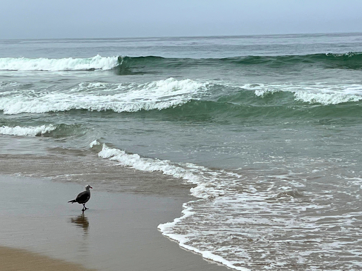 Bird on Zuma Beach