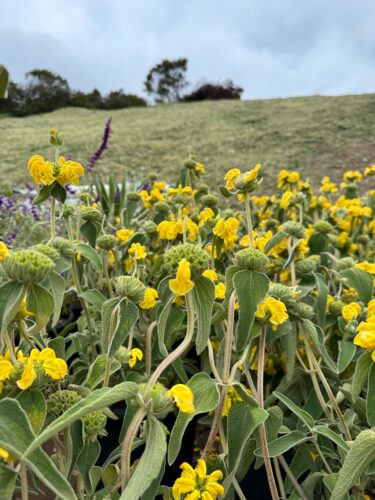 Read more about the article Why Trancas Malibu Is Embracing Native Plants in Its Luxury Landscape Design