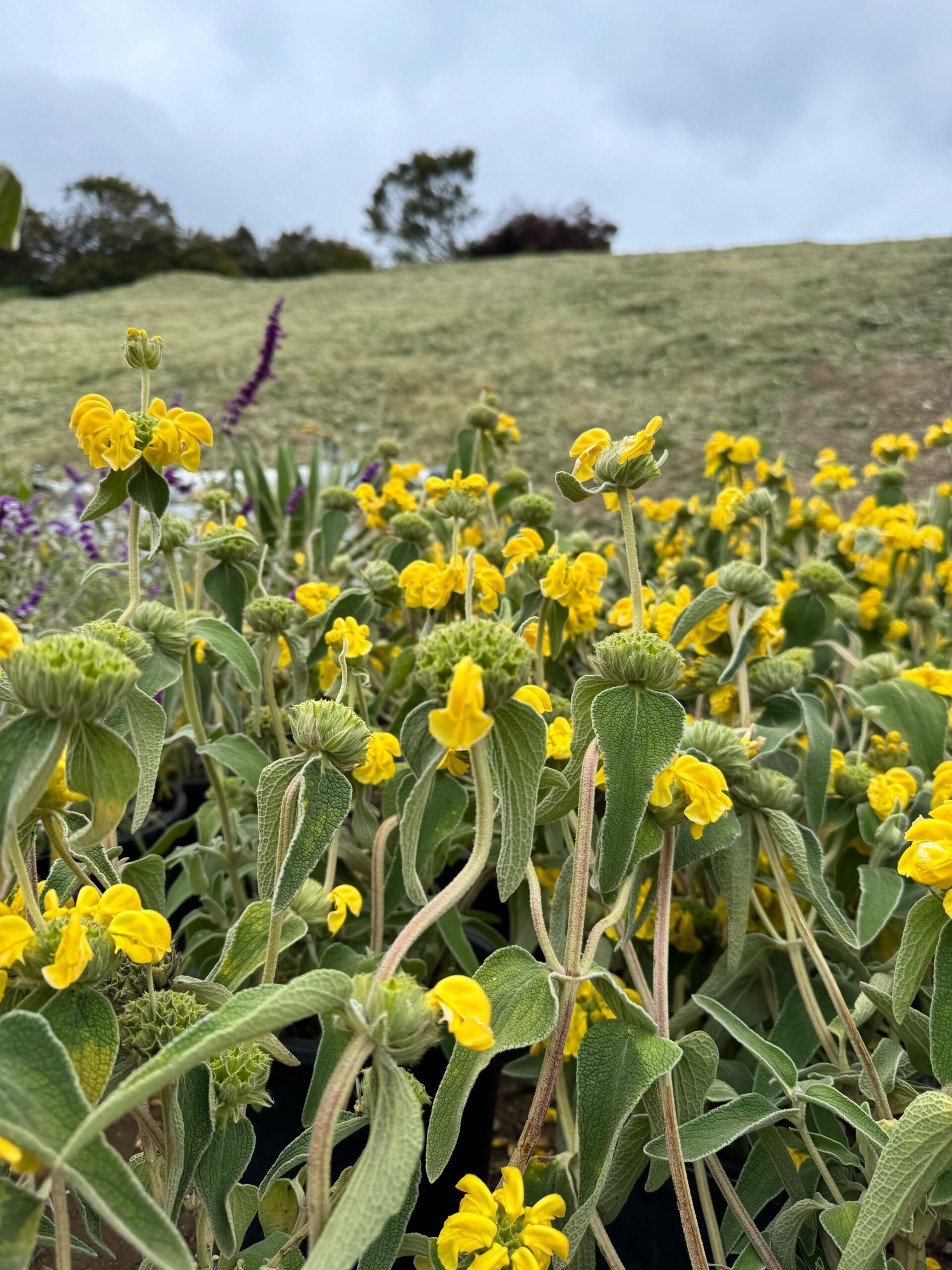 Why Trancas Malibu Is Embracing Native Plants in Its Luxury Landscape Design